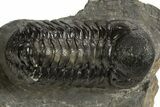 Detailed Austerops Trilobite - Ofaten, Morocco #325980-2